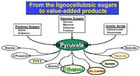 Graphic of Zhou research