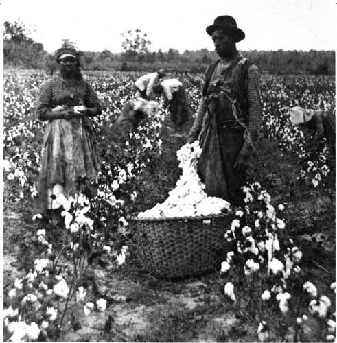 cotton south