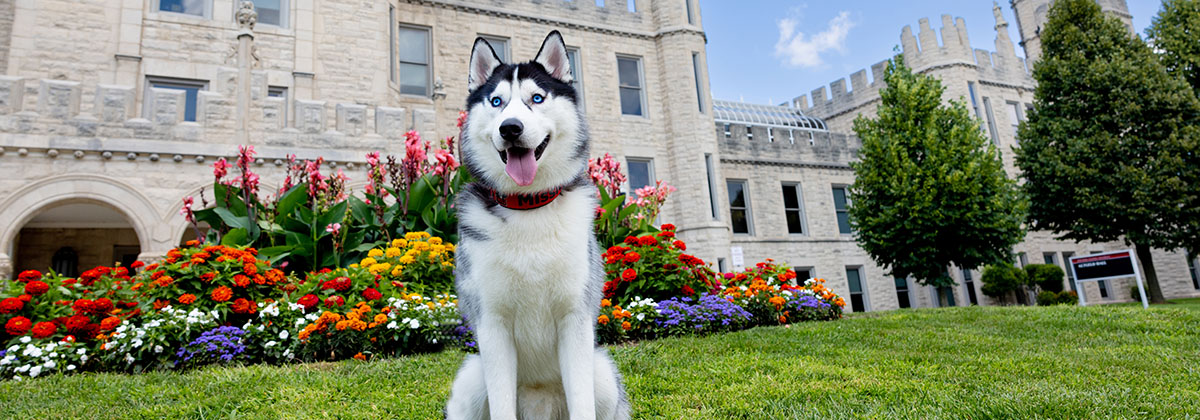 NIU's mascot, Mission, poses in front of Altgeld Hall.
