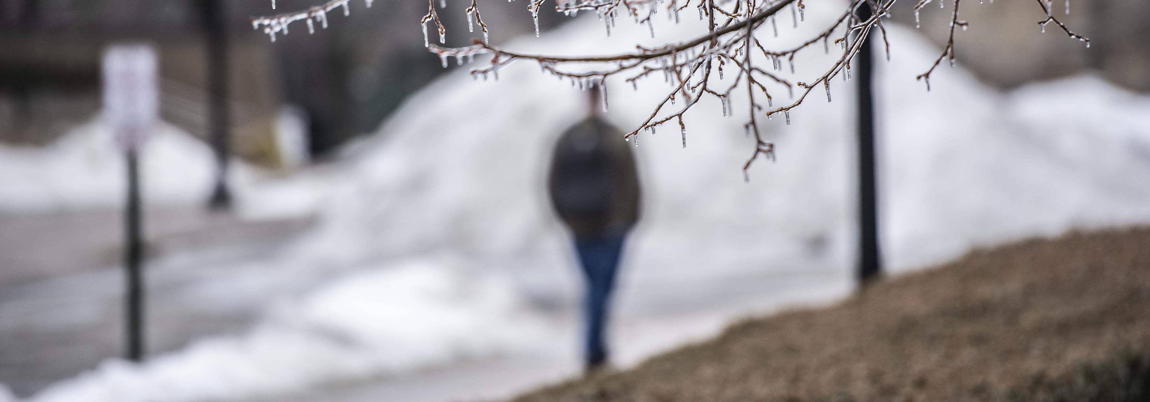 Person (out of focus) walking on campus with icy tree in foreground.