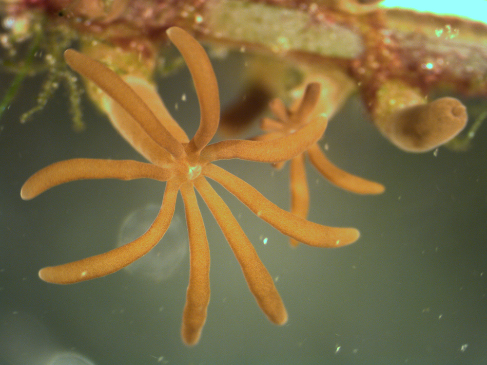 Stereomicroscope image captured by Austin Parrin, featuring coral polyps (genus: Acrossota).