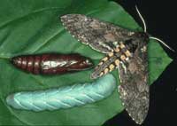 Photo of Manduca sexta