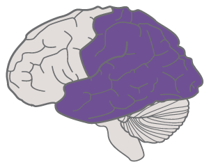 outline of brain with representation centers highlighted