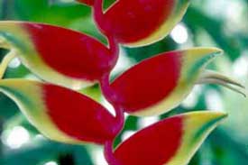 Heliconia rostrata