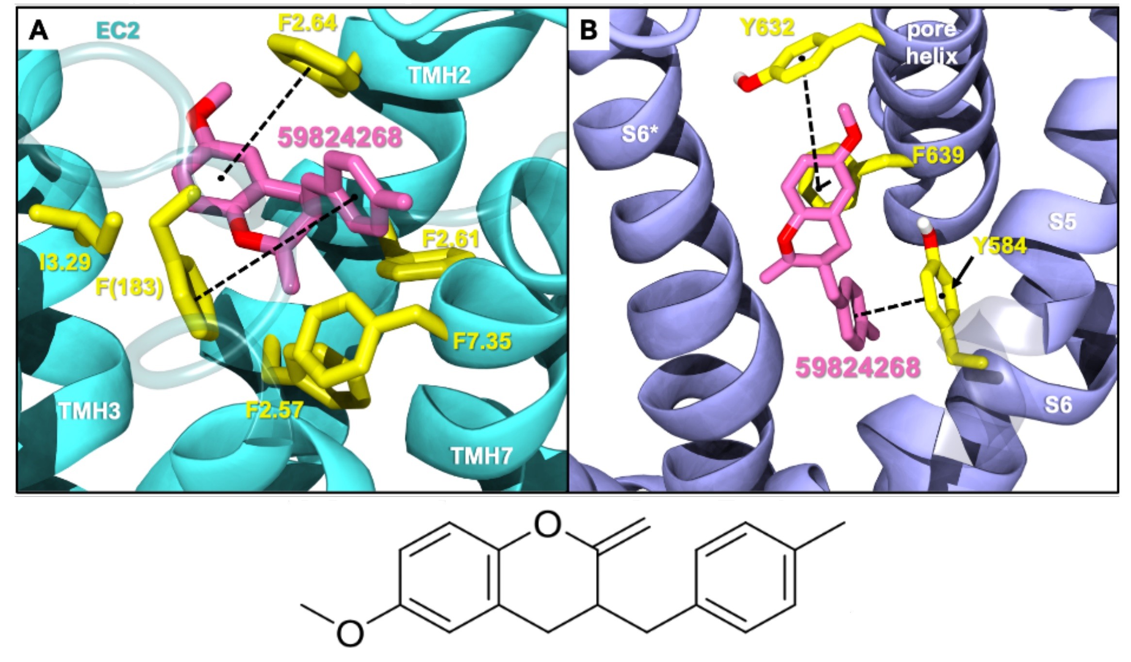 Two receptors with a small molecule docked into each binding pocket shows interactions. A skeletal structure of the small molecule compound displays a three-ring structure.
