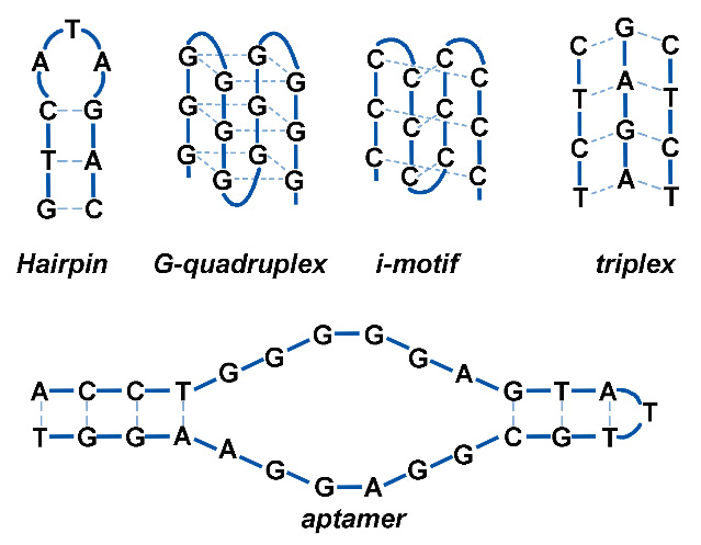 Figure 2. Examples of noncanonical DNA structures. Some of the structures not only do exist in living systems but also have biological significance.