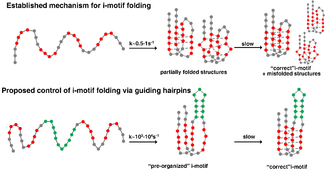 Figure 3. Mechanism of i-motif folding (above) can be controlled via deliberate incorporation of kinetic control element (hairpin, green, below) resulting in minimized formation of misfolded structures.  The modification ultimately yields sharper response sensitivities.
