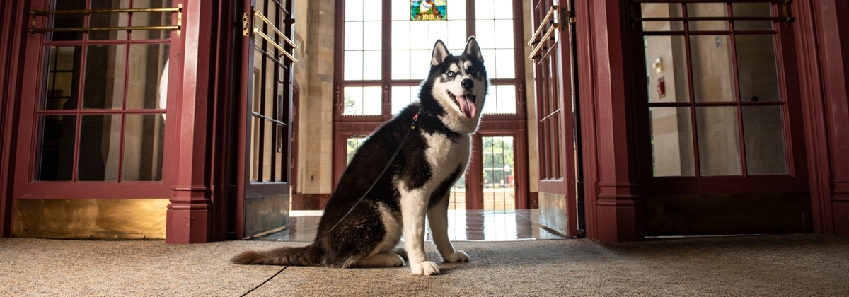 Mission the Huskie sitting in the library entrance