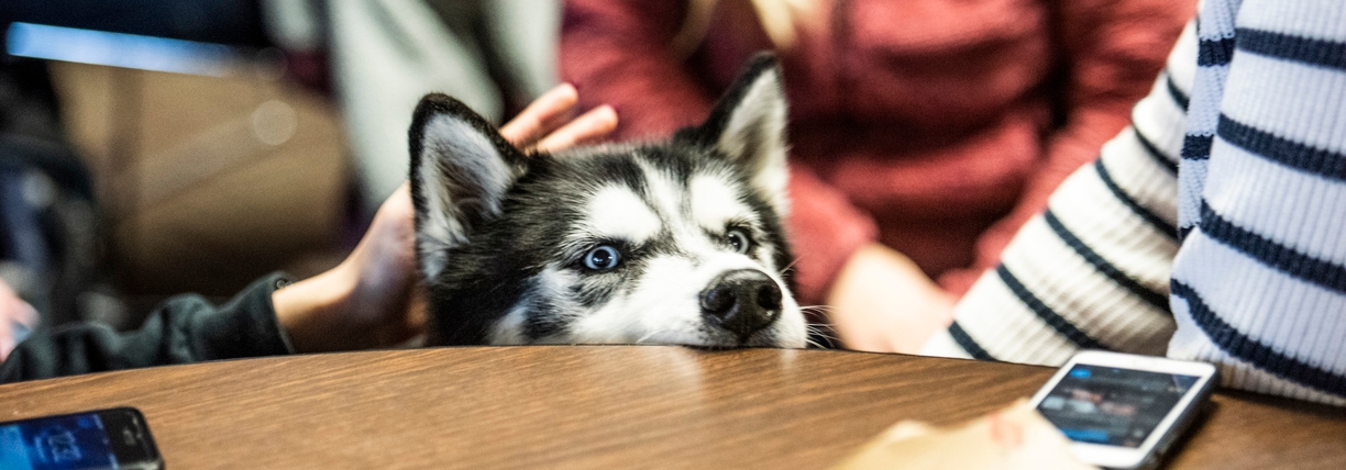 Mission, the husky, peeking his head over a table.