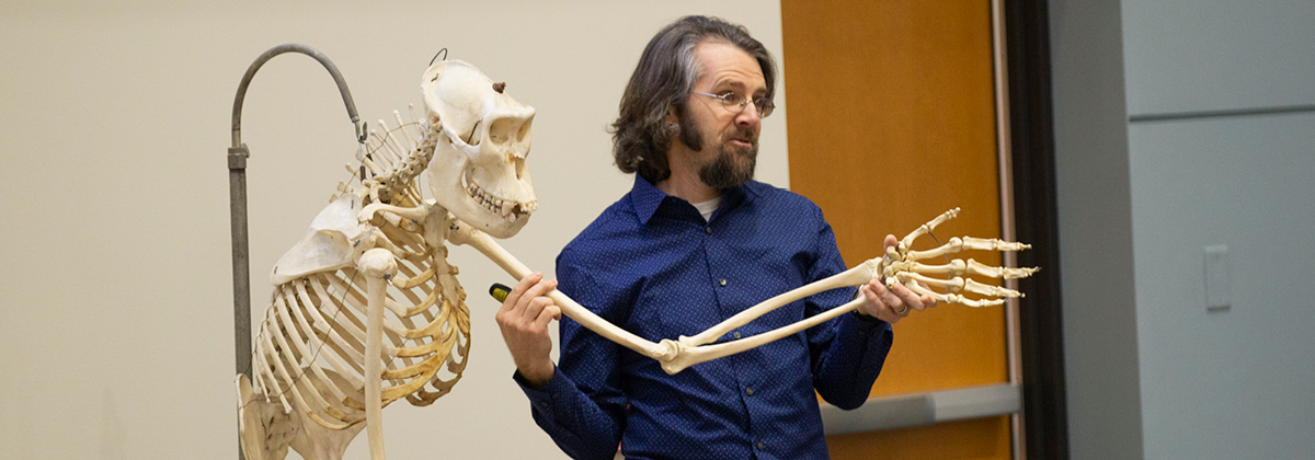 Professor Mitch Irwin lecturing to students and presenting primate skeleton.