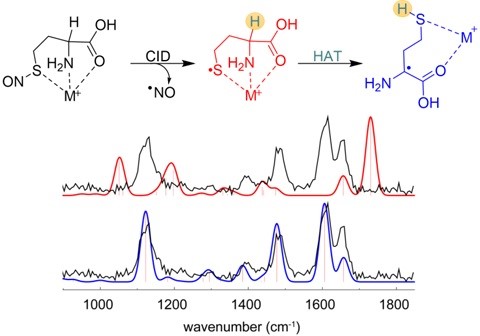 isomeric thiyl and α‐carbon radicals of homocysteine are distinguished by ion IR spectroscopy
