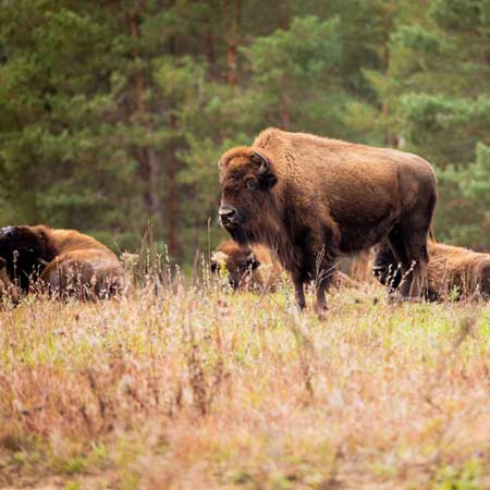 Intestinal Microbial Community of Bison