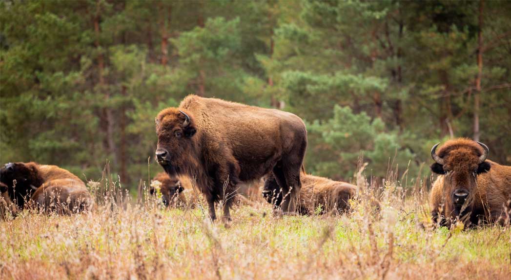 Bison grazing on Nachusa grasslands