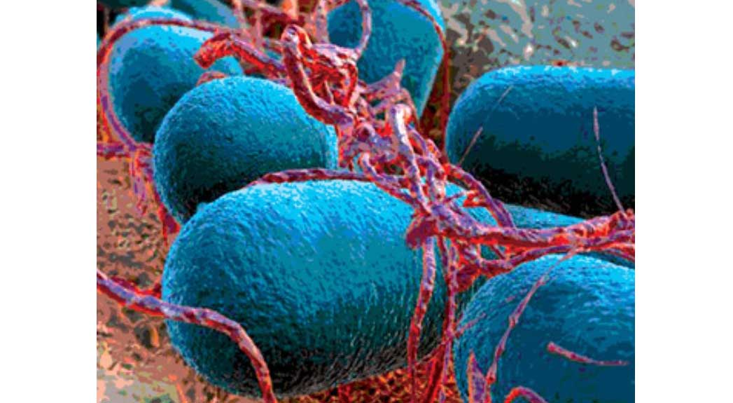 Micro-scopic image of e.coli