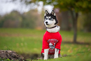 Mission, the official NIU mascot, wears a Northern PACT shirt.