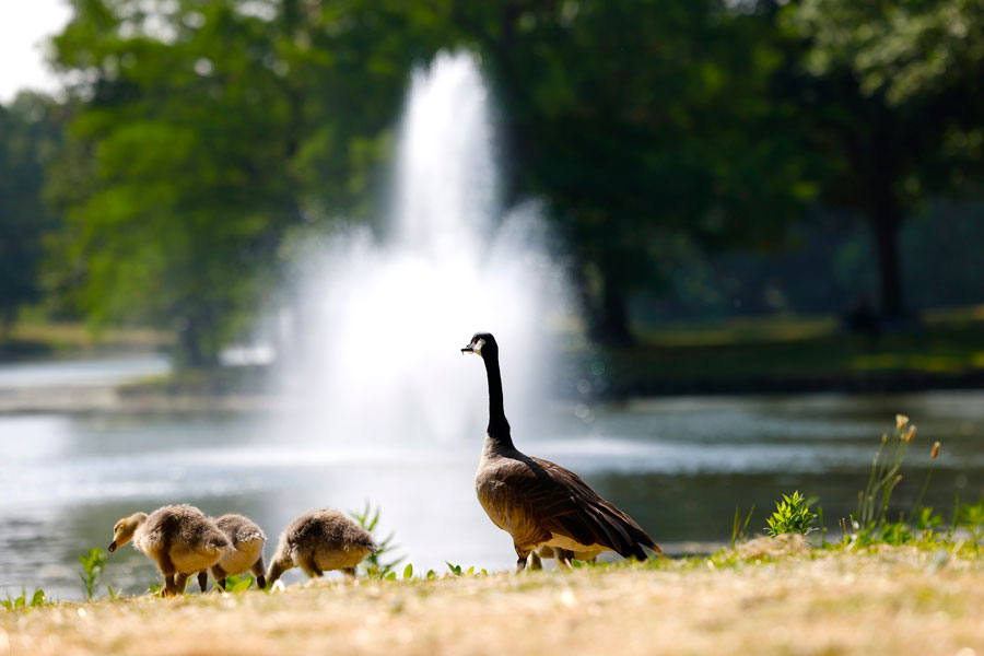 Goose with babies at the lagoon near fountain